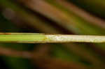 Great smokey mountain sedge